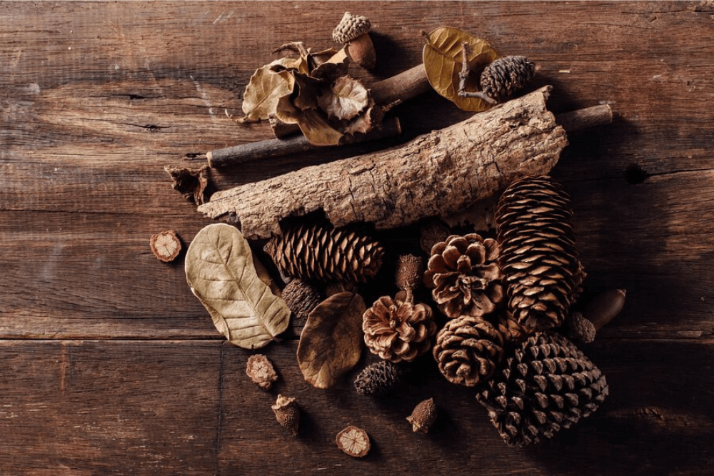 Energy Boosting Pine Bark Extract